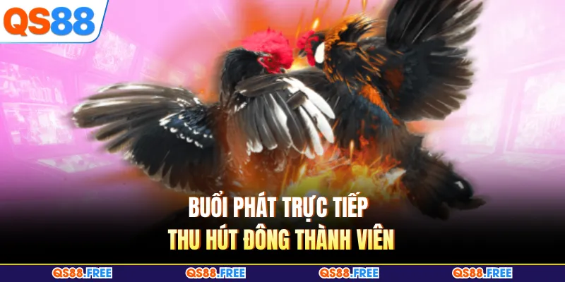 Đá Gà QS88 5 Buổi phát trực tiếp thu hút đông thành viên
