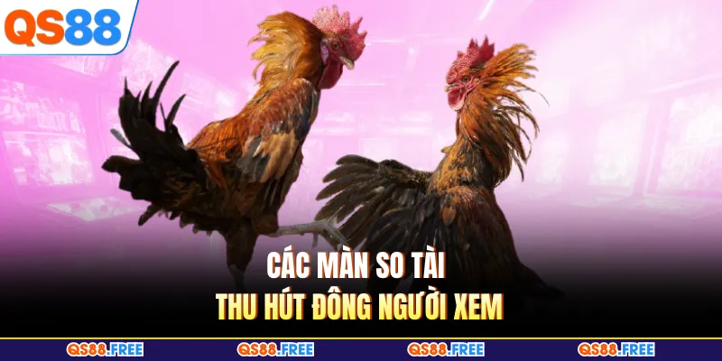Đá Gà QS88 4 Các màn so tài thu hút đông người xem