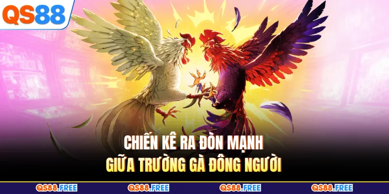 Đá Gà QS88 6 Chiến kê ra đòn mạnh giữa trường gà đông người