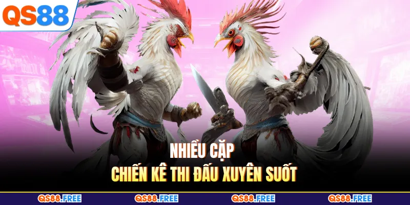 Đá Gà QS88 2 Nhiều cặp chiến kê thi đấu xuyên suốt