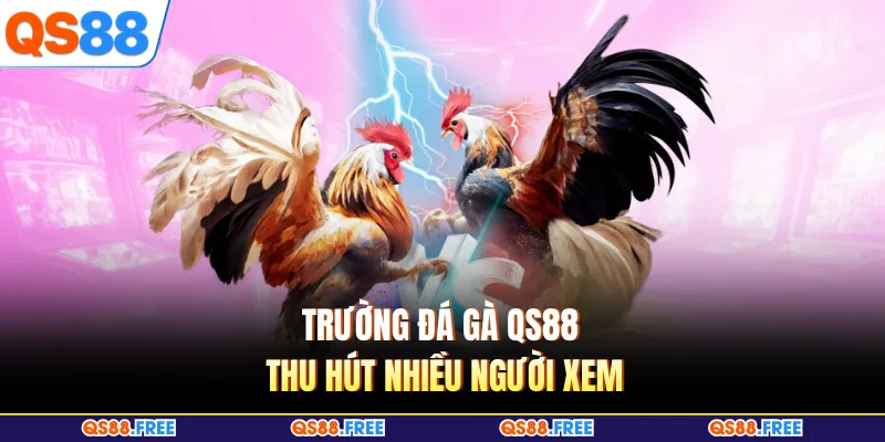 Đá Gà QS88 1 Trường đá gà QS88 thu hút nhiều người xem